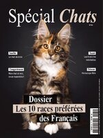 Spécial Chats